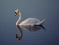 Swan2_2