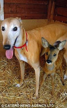 Jasmineandfawn