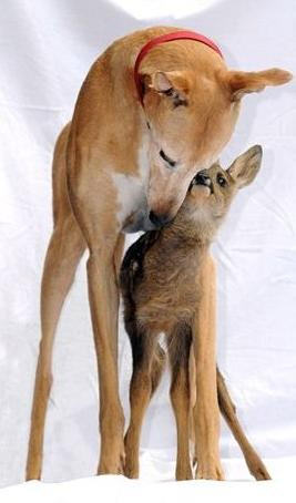 Jasmineandfawn2