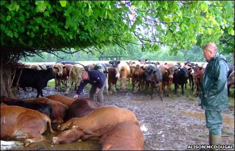 _45927209_deadcows_466_300