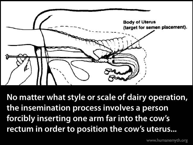 Happycows.014
