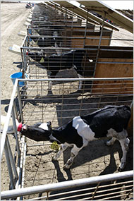 29dairy3_190