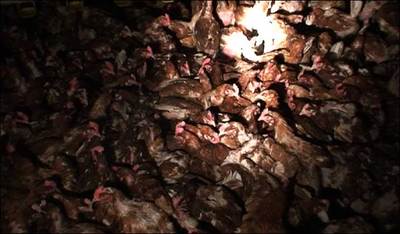 Chicken1_682_514469a_2