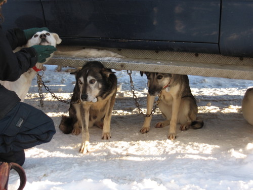 Questdogs2_3