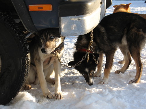 Questdogs_3