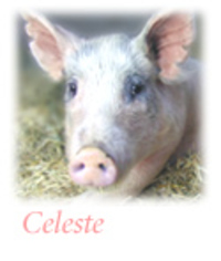 Residentceleste_f2