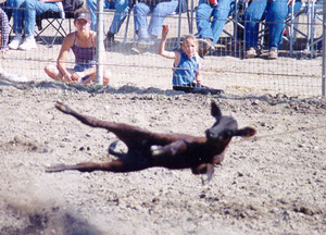 Rodeocruelty01